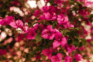 분홍색 꽃이 있는 나무의 클로즈업