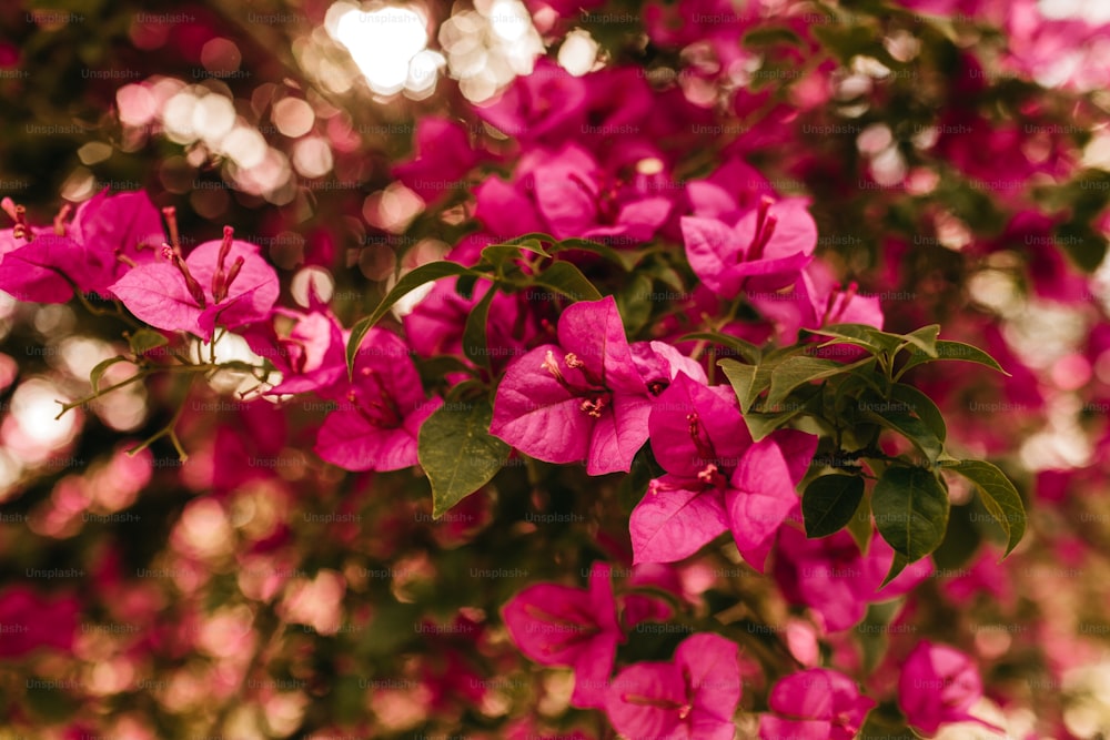 Un primer plano de un árbol con flores rosadas
