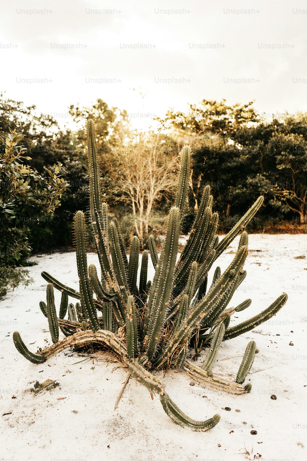 un tas de cactus qui sont assis dans la neige