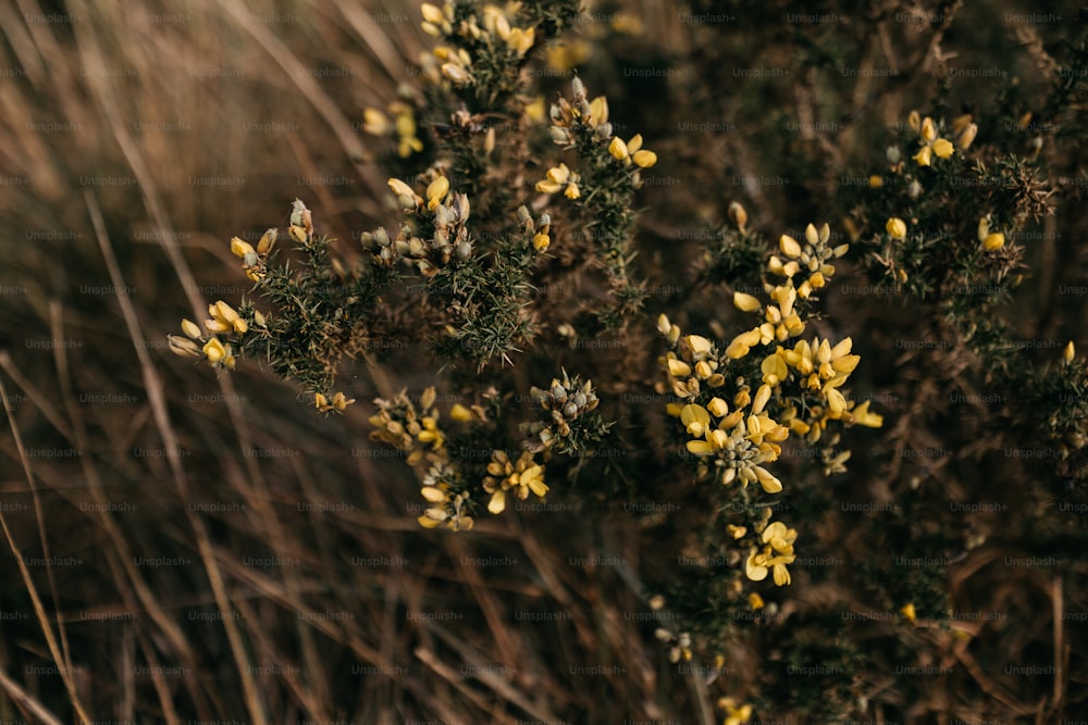 노란 꽃이있는 식물의 클로즈업