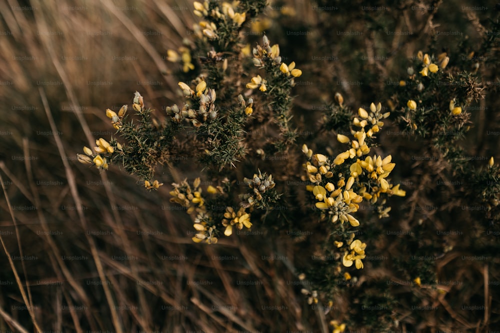 a close up of a plant with yellow flowers