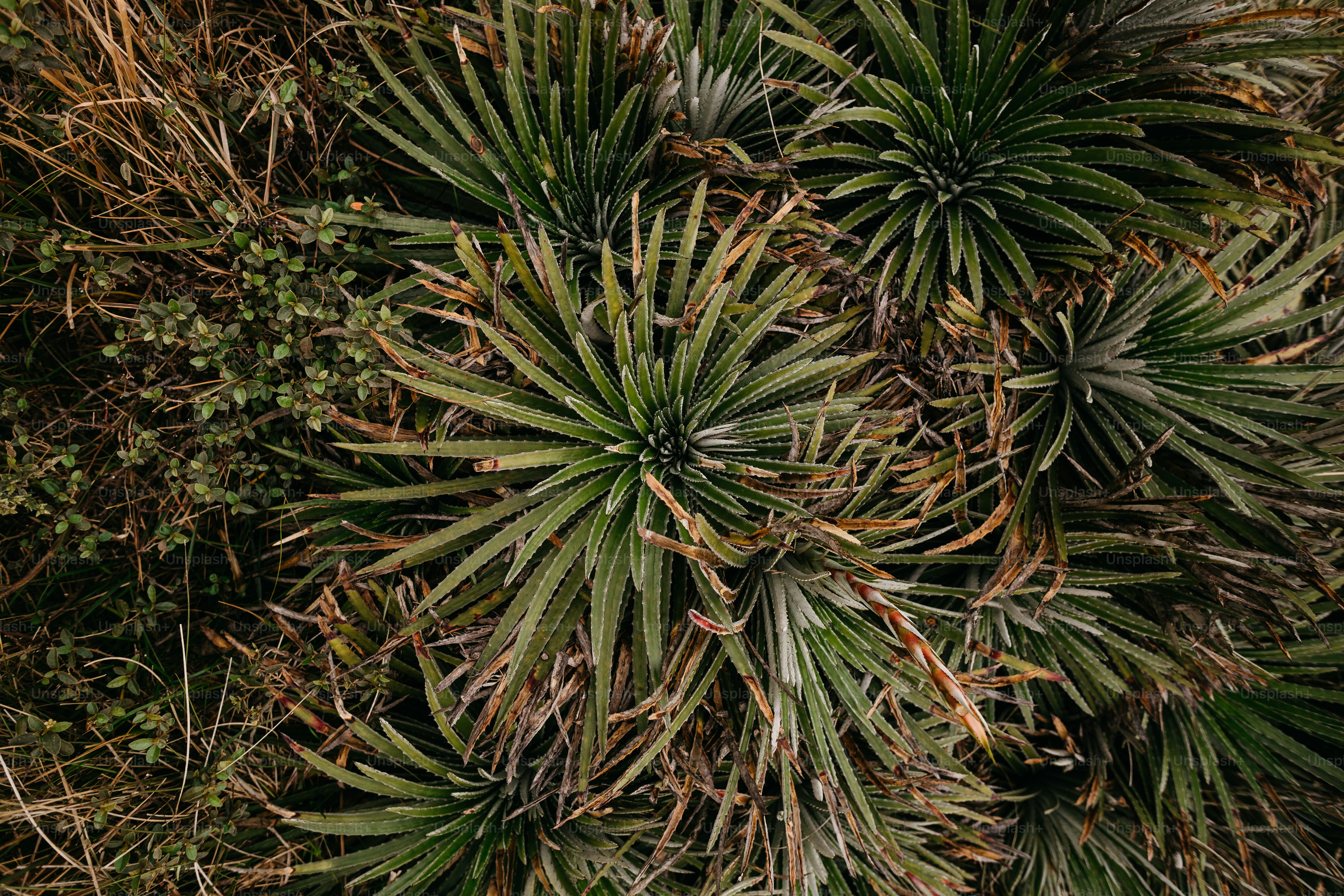 a close up of a plant with lots of leaves