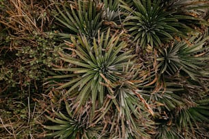 a close up of a plant with lots of leaves