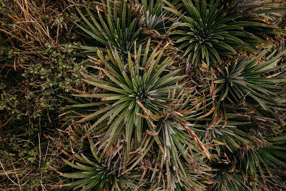 um close up de uma planta com muitas folhas