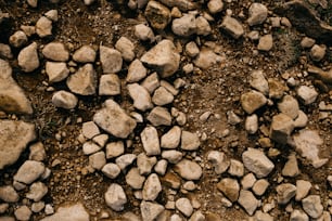 a bunch of rocks that are laying on the ground