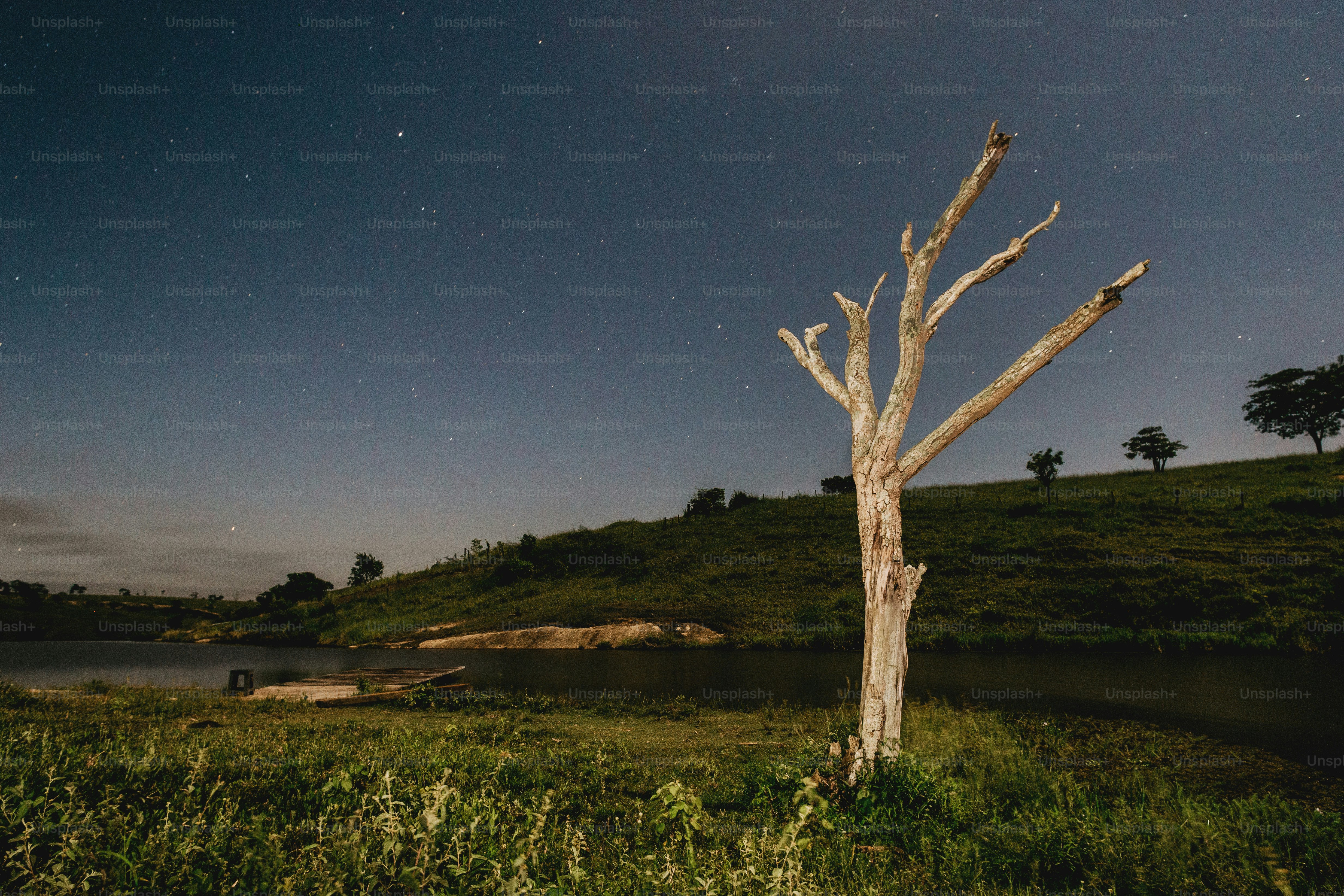 Foto Pohon yang berdiri di rerumputan – Gambar Wallpaper di Unsplash