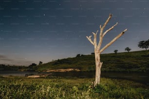 a tree that is standing in the grass