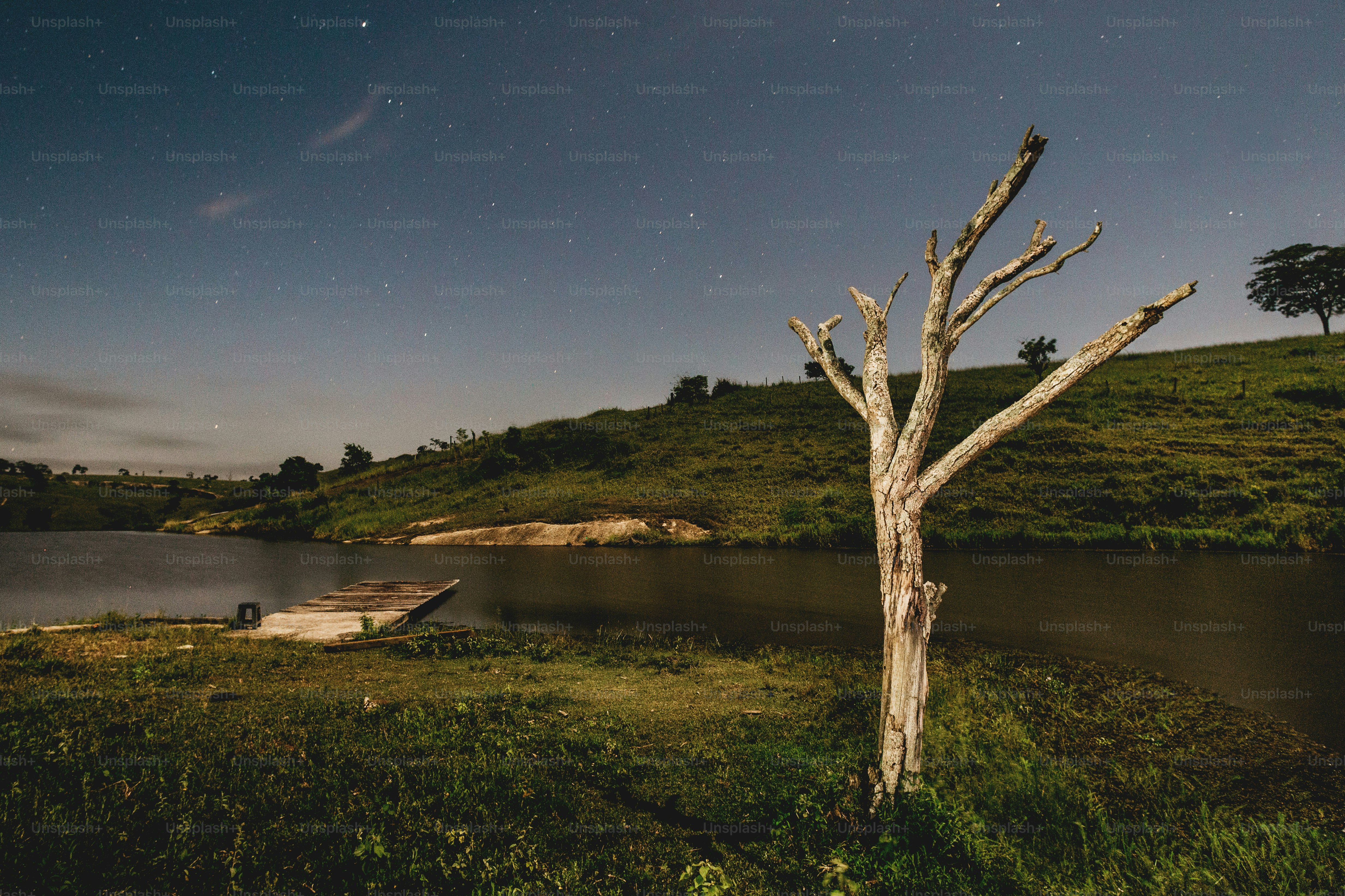 a tree that is standing in the grass