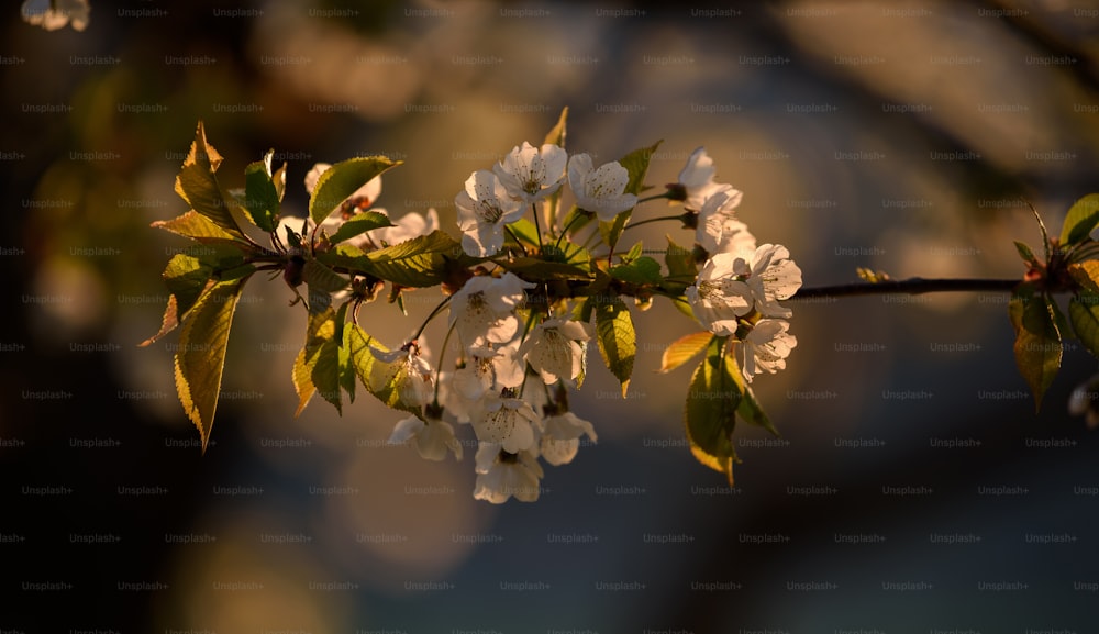 a branch with white flowers and green leaves