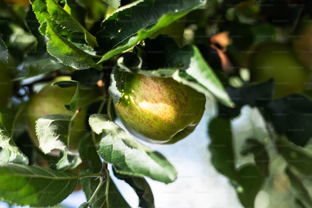 a green apple hanging from a tree with leaves