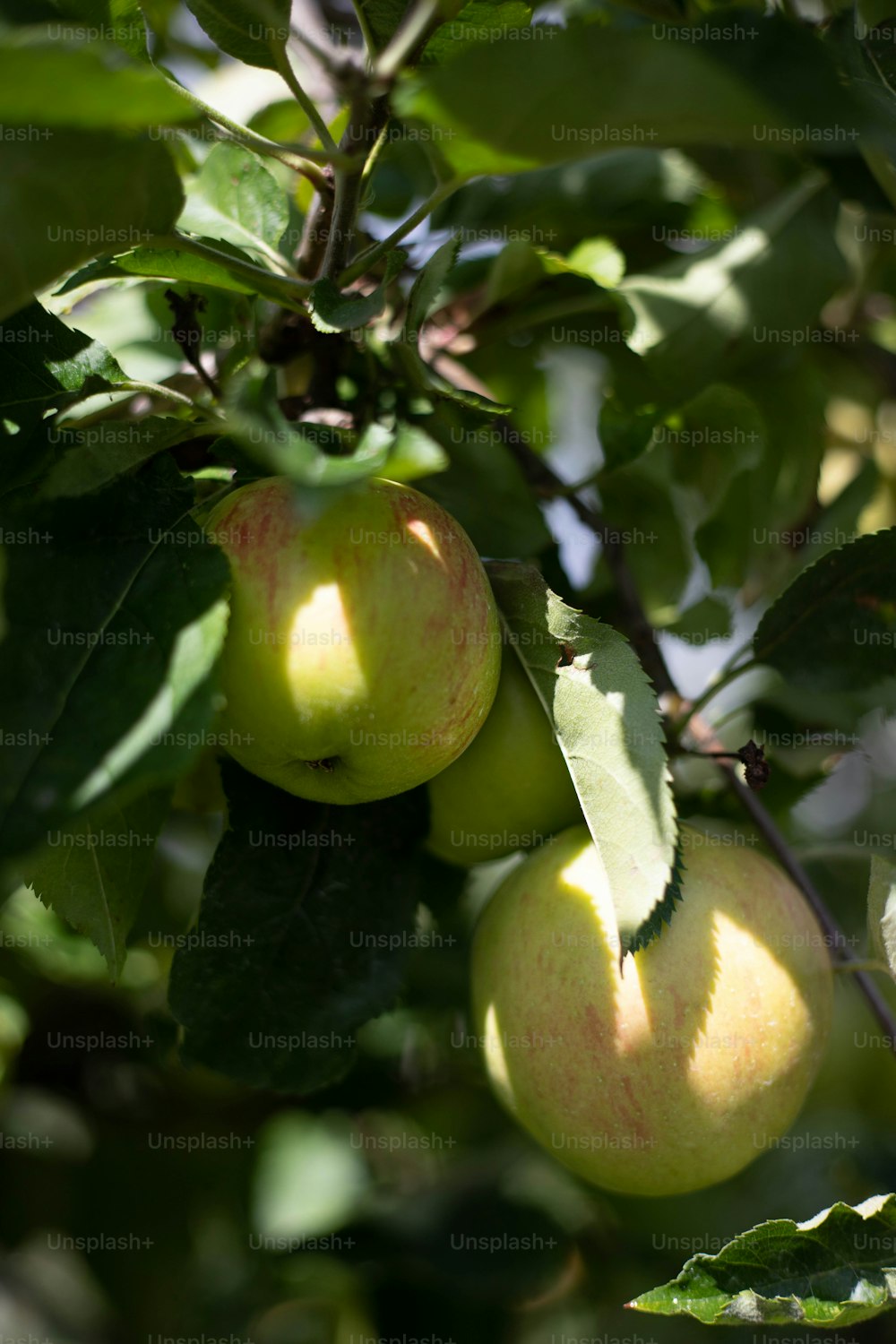 a tree filled with lots of green apples