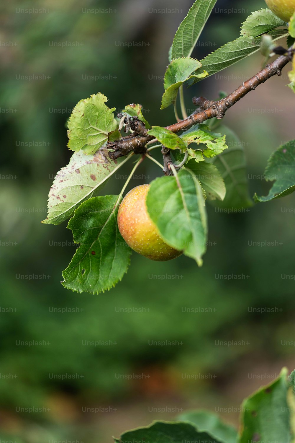 a close up of a tree branch with fruit on it