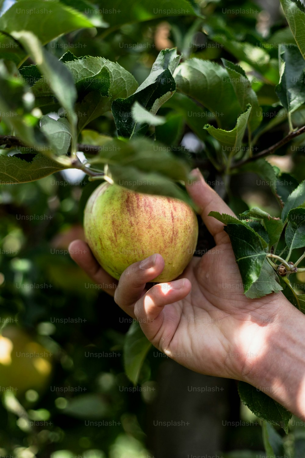 une main tenant une pomme dans un arbre