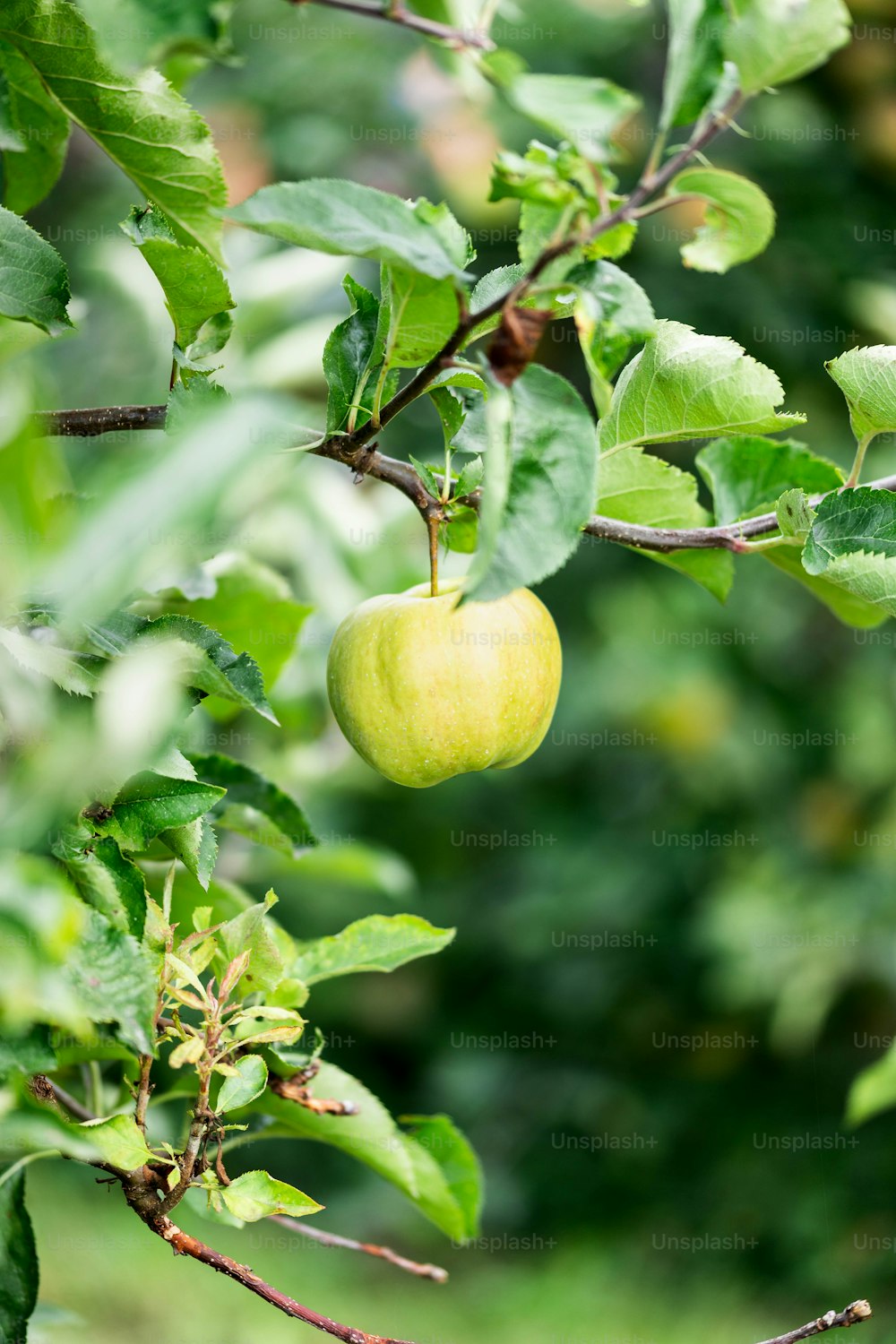 a green apple hanging from a tree branch