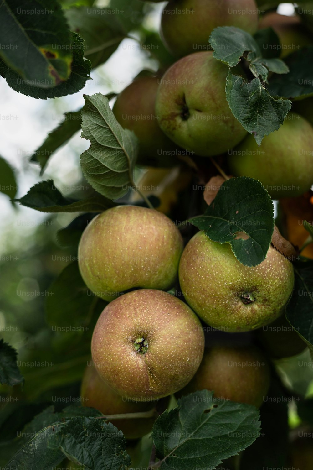 un bouquet de pommes suspendu à un arbre