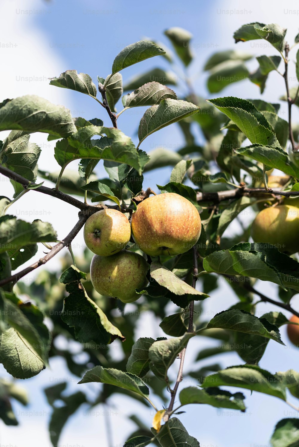 a tree filled with lots of green apples