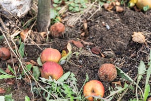 흙 속에있는 사과 그룹