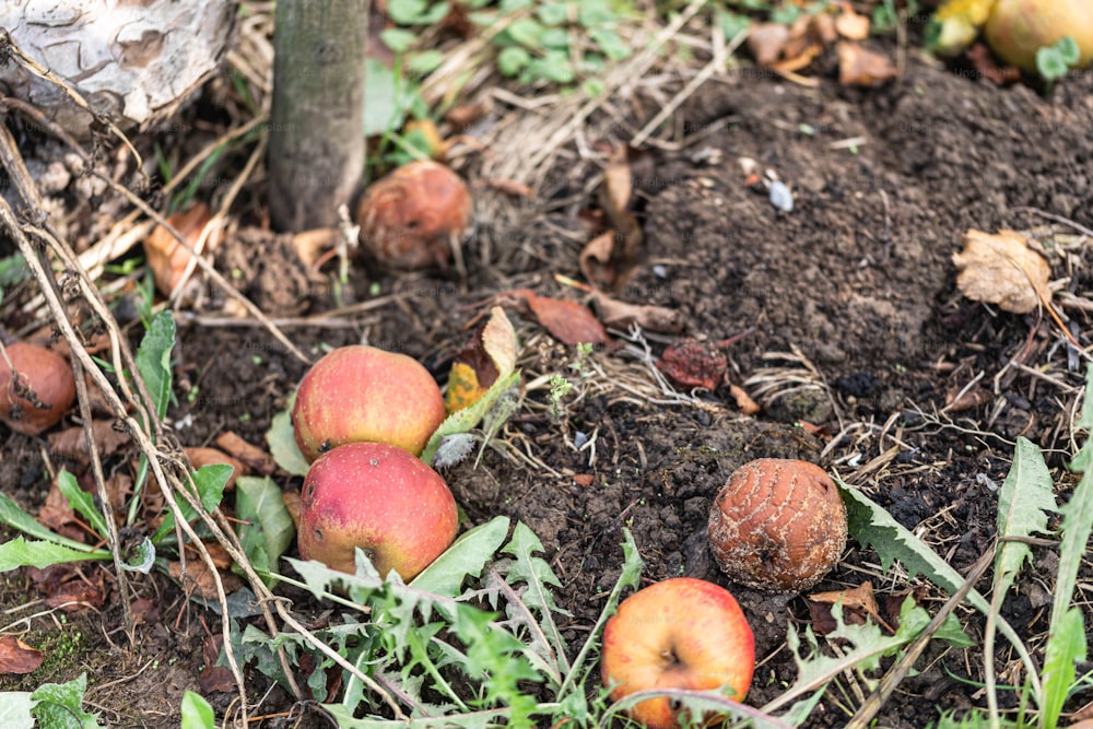 a group of apples that are in the dirt