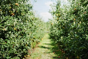 a path through an orange grove with lots of ripe oranges