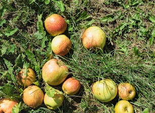 a bunch of apples that are sitting in the grass