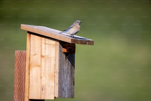 um pequeno pássaro sentado em cima de uma casa de pássaros de madeira