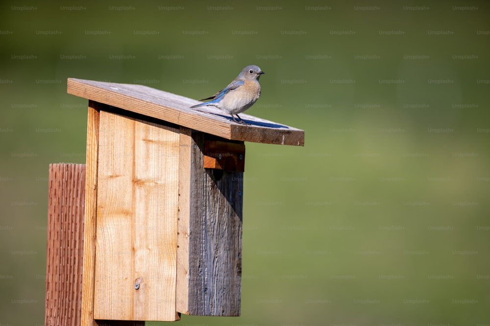 a small bird sitting on top of a wooden bird house