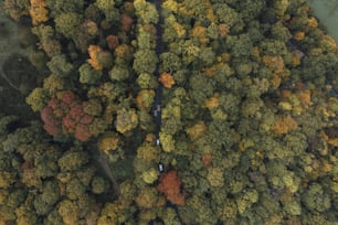 an aerial view of a road in the middle of a forest