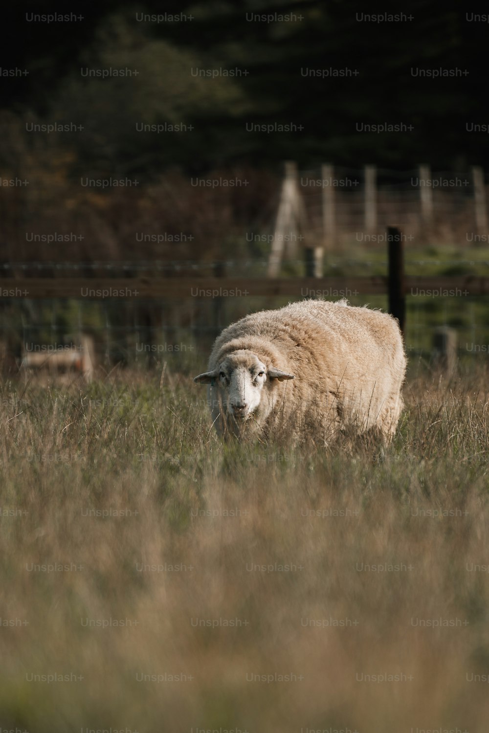 uma ovelha em pé em um campo de grama alta