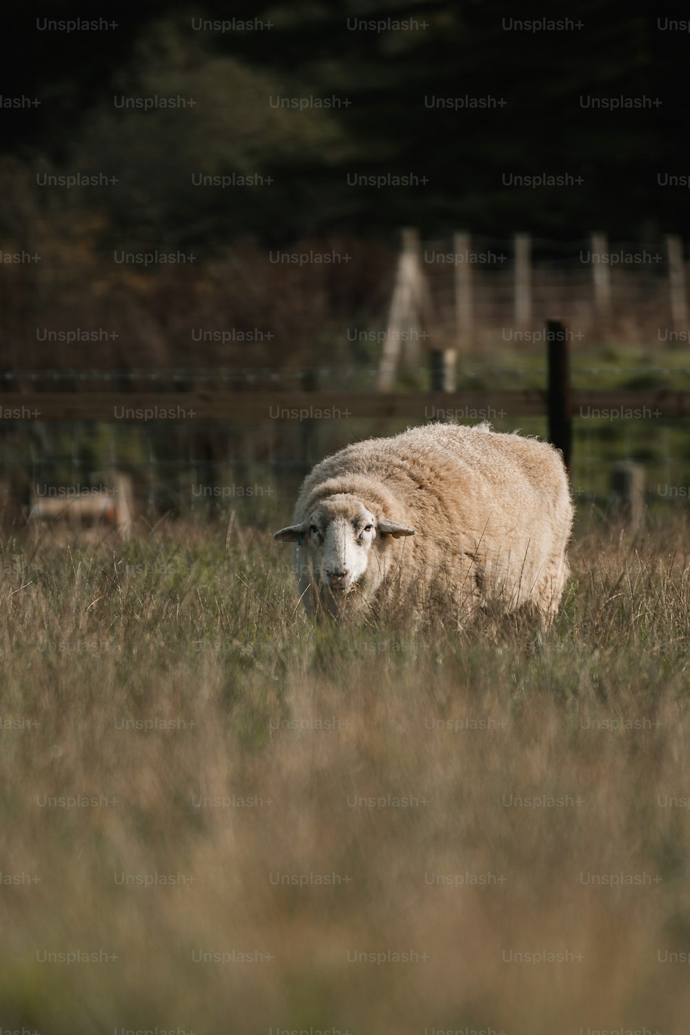 a sheep standing in a field of tall grass