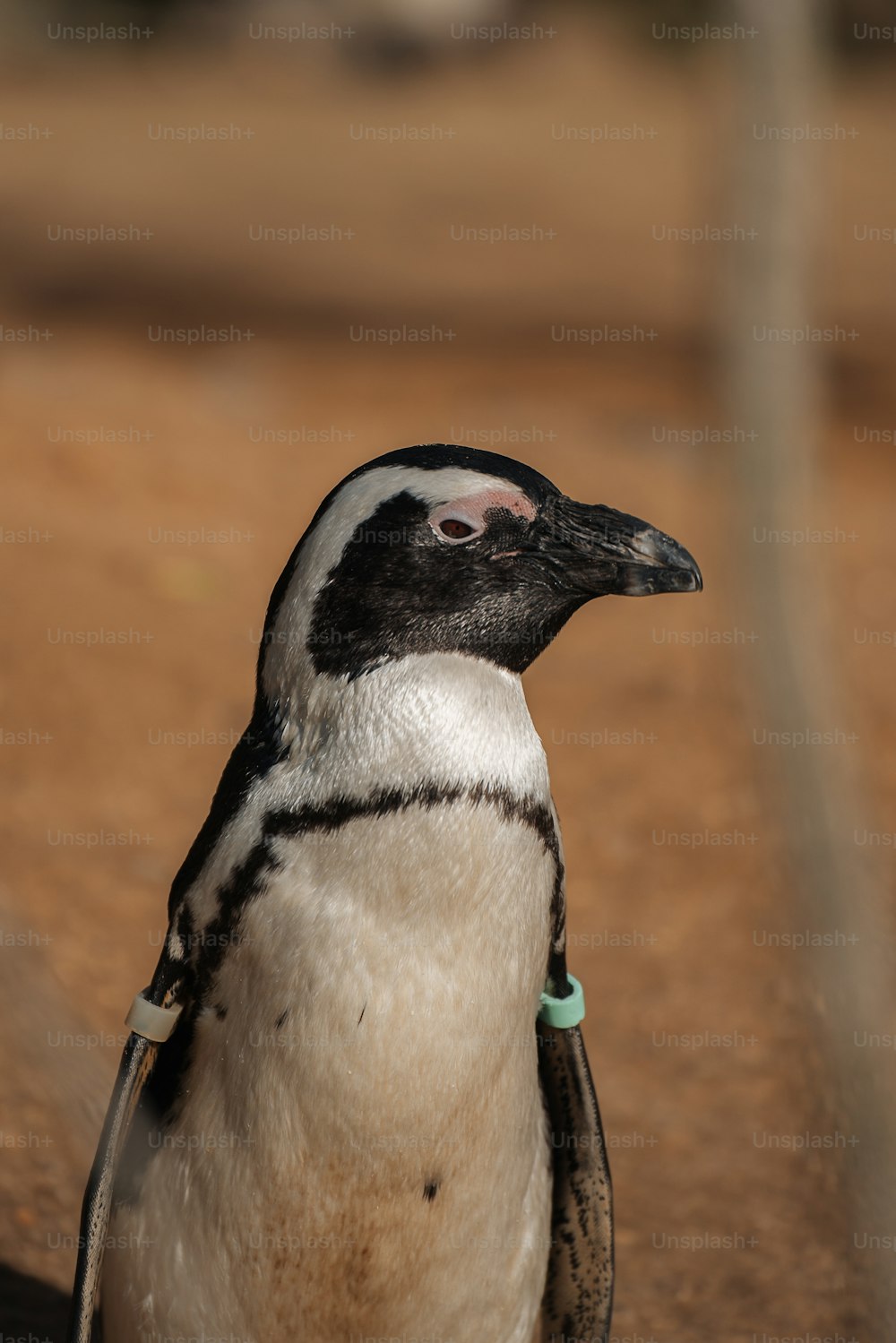 um close up de um pinguim em um chão de terra