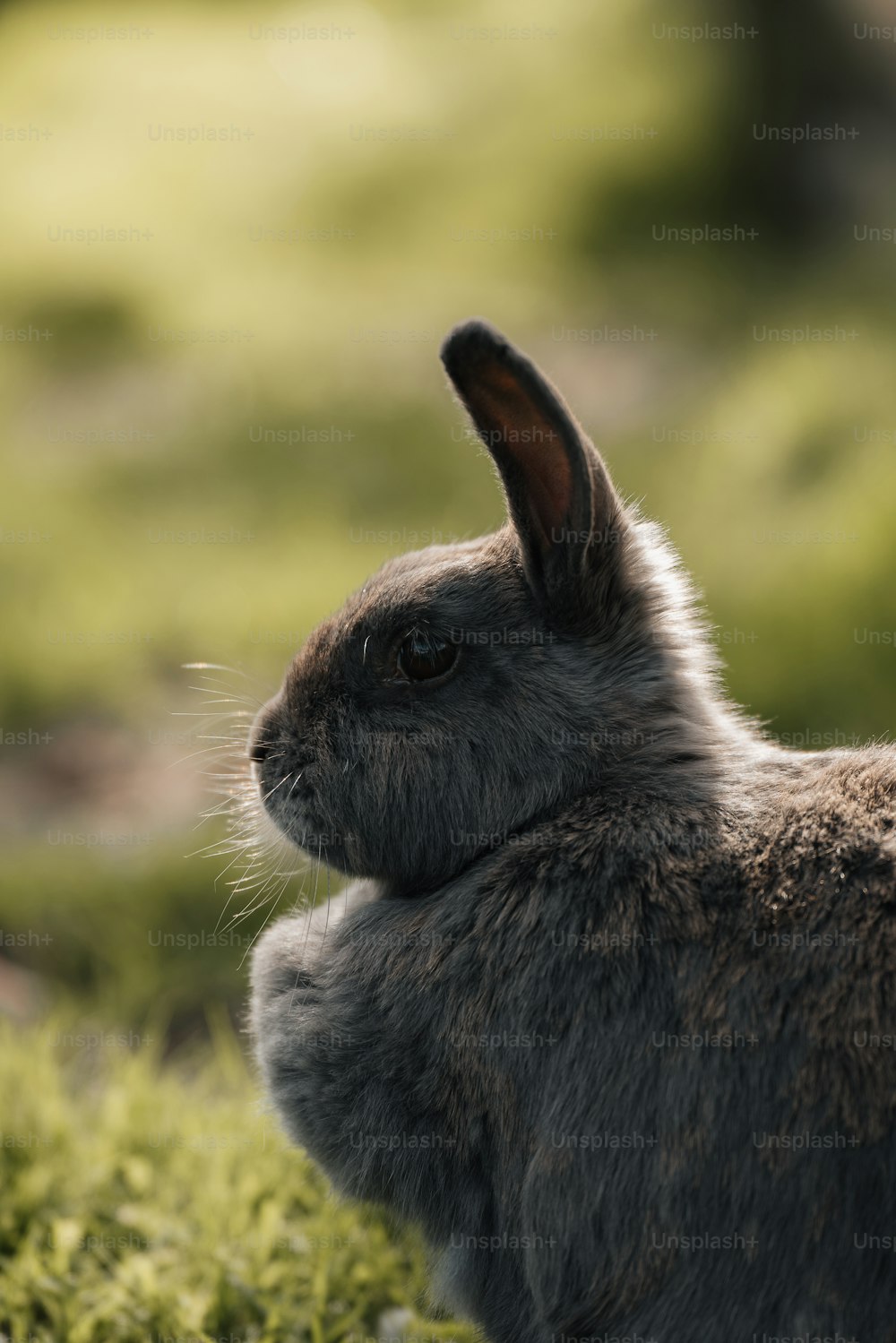 작은 토끼가 풀밭에 앉아 있다