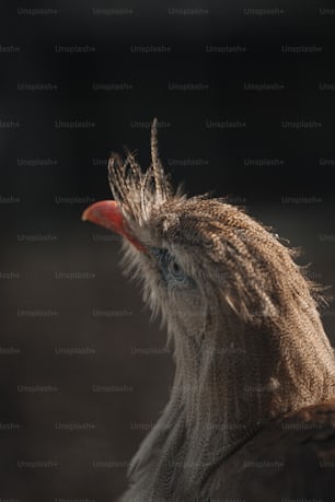 a close up of a bird with a blurry background