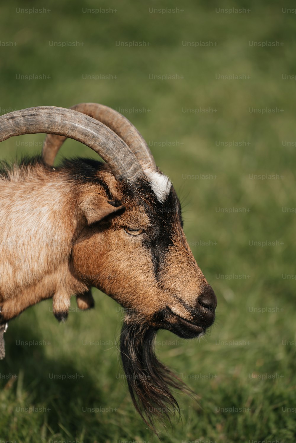 a goat with long horns standing in the grass