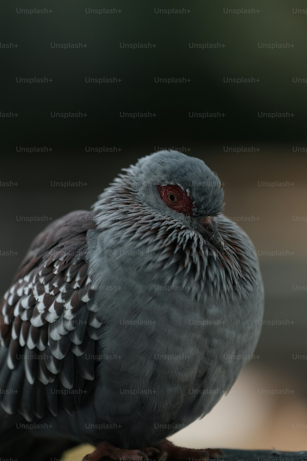 a close up of a bird on a branch