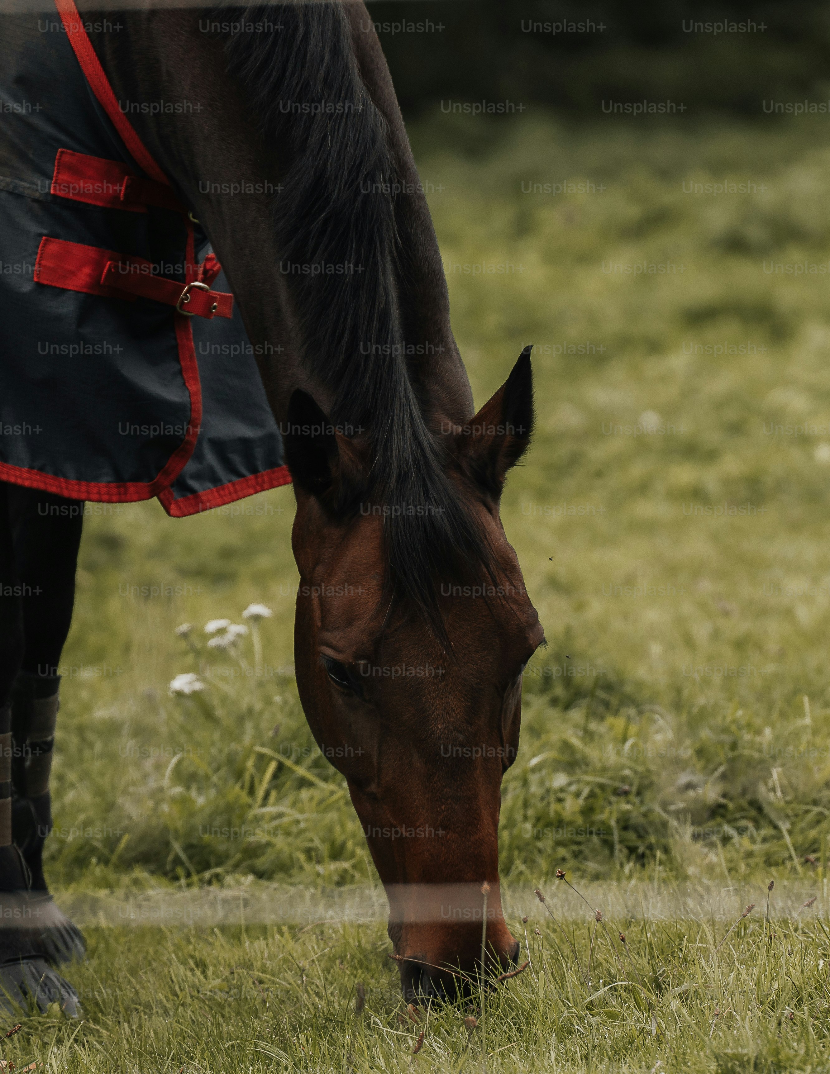 a brown horse eating grass in a field