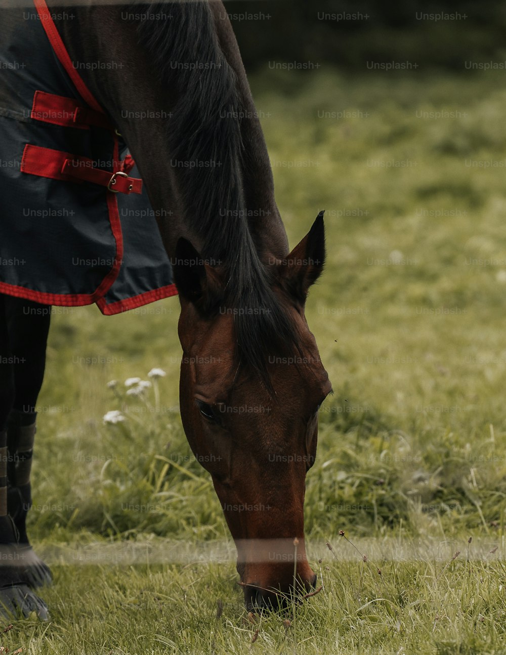 ein braunes Pferd, das Gras auf einem Feld frisst