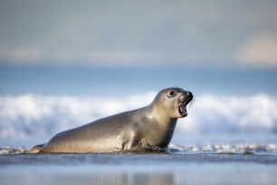 Una foca en la playa bostezando con la boca abierta