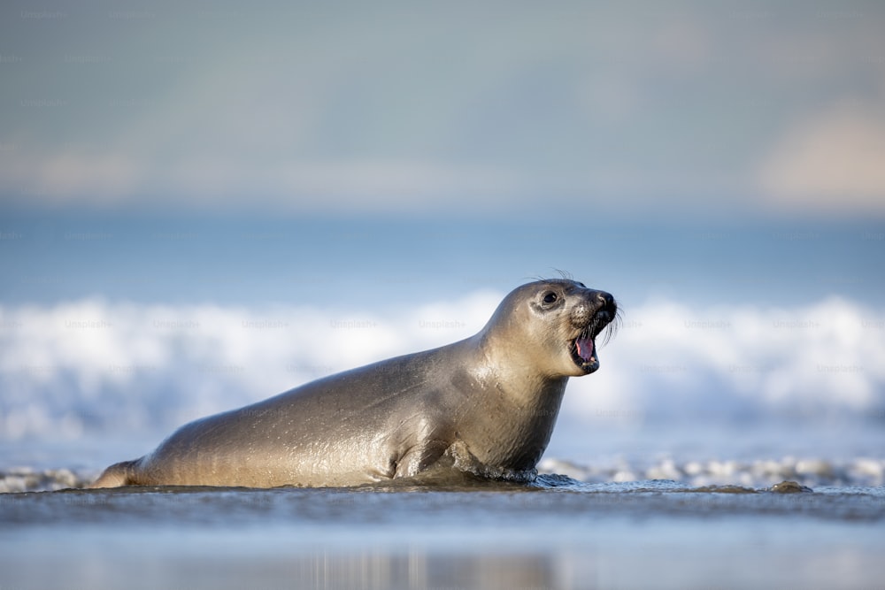 a seal on the beach yawning with its mouth open