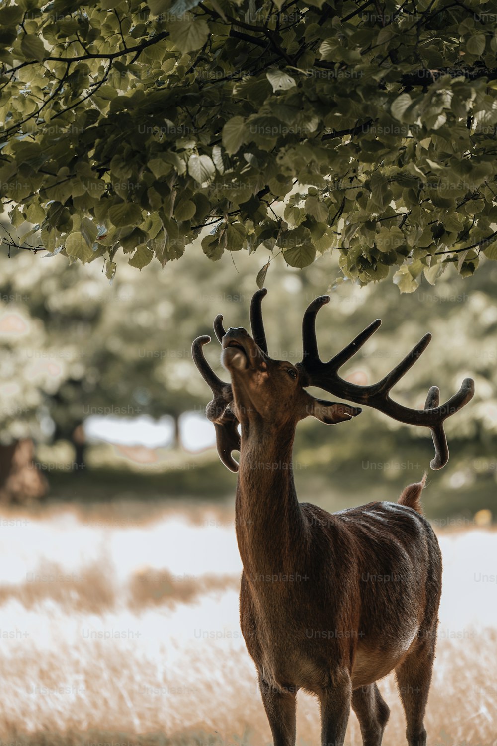 a deer standing under a tree in a field