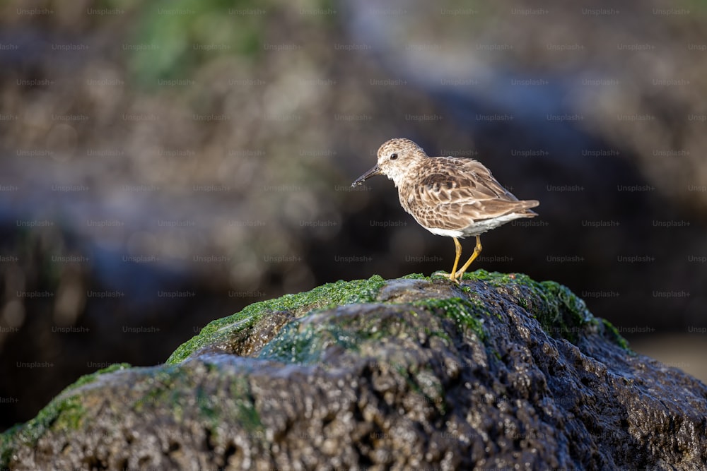 a small bird is standing on a rock