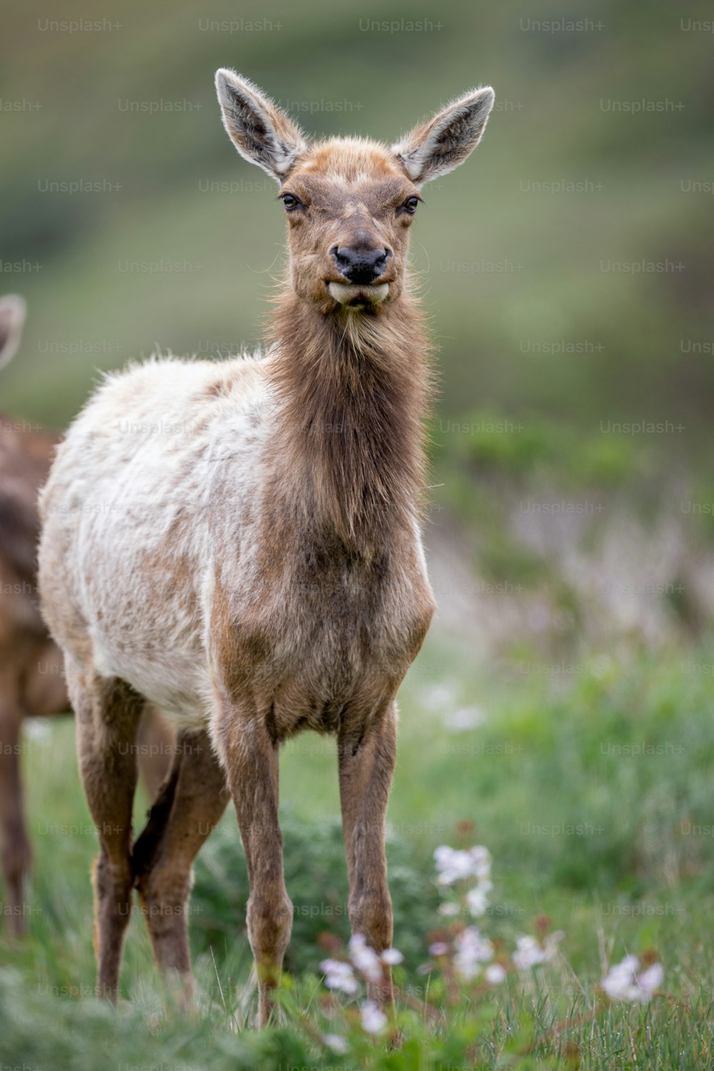 un couple de cerfs debout au sommet d’un champ verdoyant