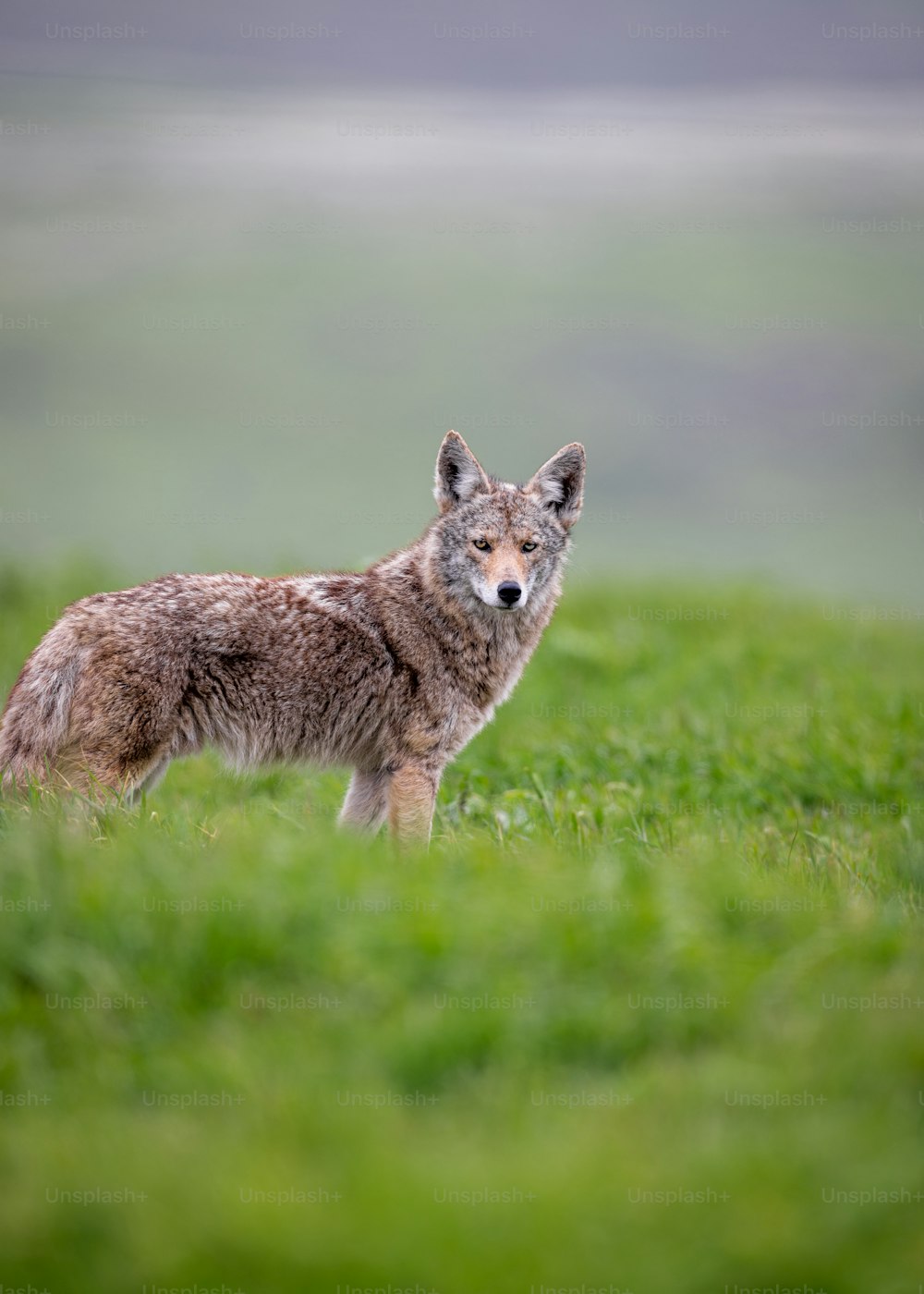 a lone wolf standing in a grassy field