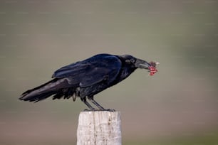 Ein großer schwarzer Vogel, der auf einem Holzpfosten sitzt