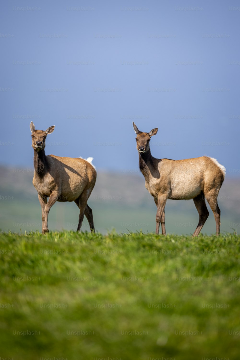 a couple of deer standing on top of a lush green field