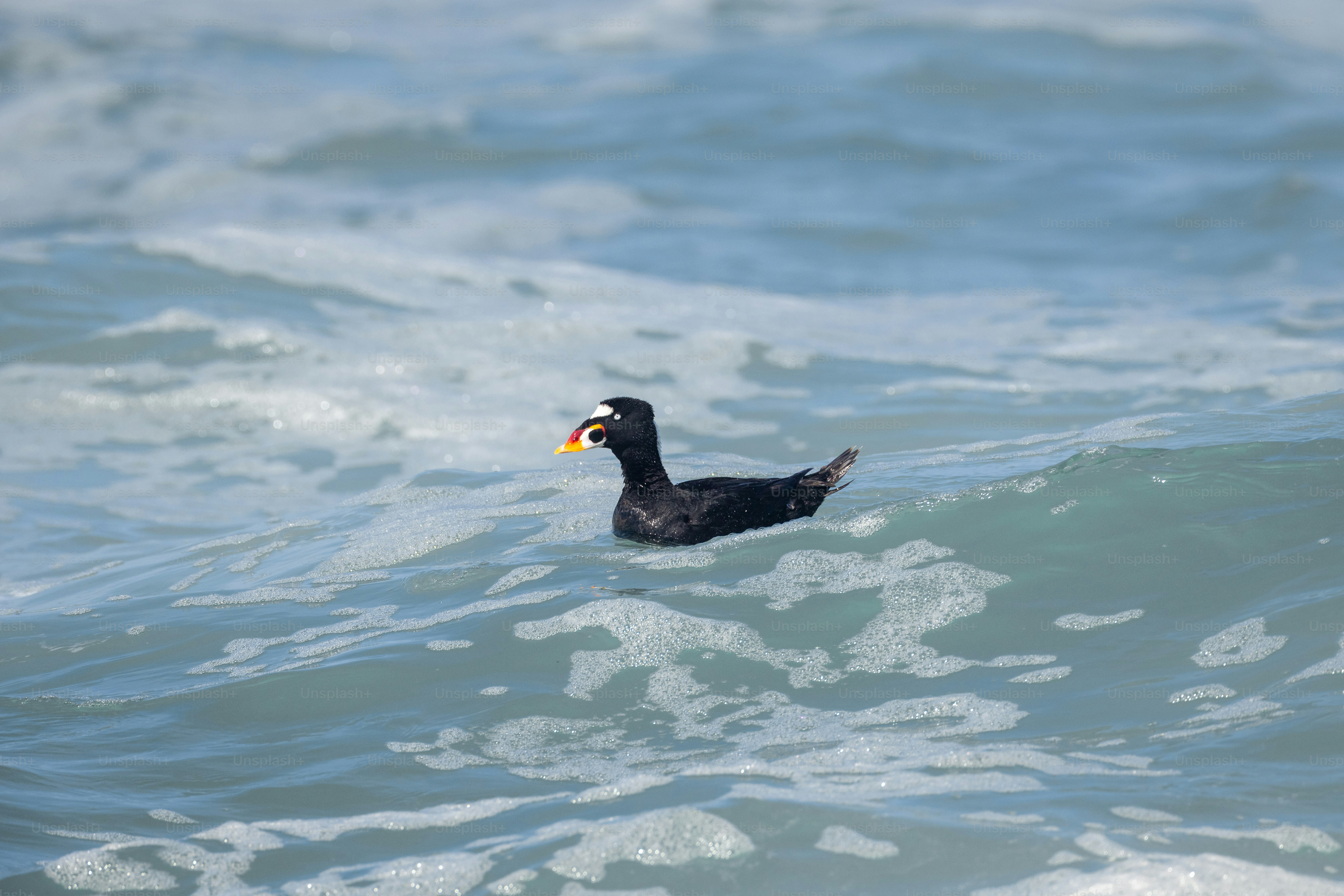 A black bird floating on top of a body of water photo – Bird Image on ...