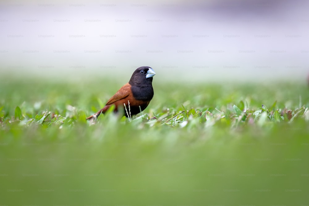 um pequeno pássaro em pé no topo de um campo verde exuberante