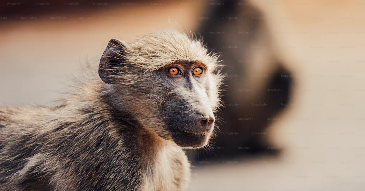 Un pequeño mono parado junto a un mono más grande foto – Imagen de ...