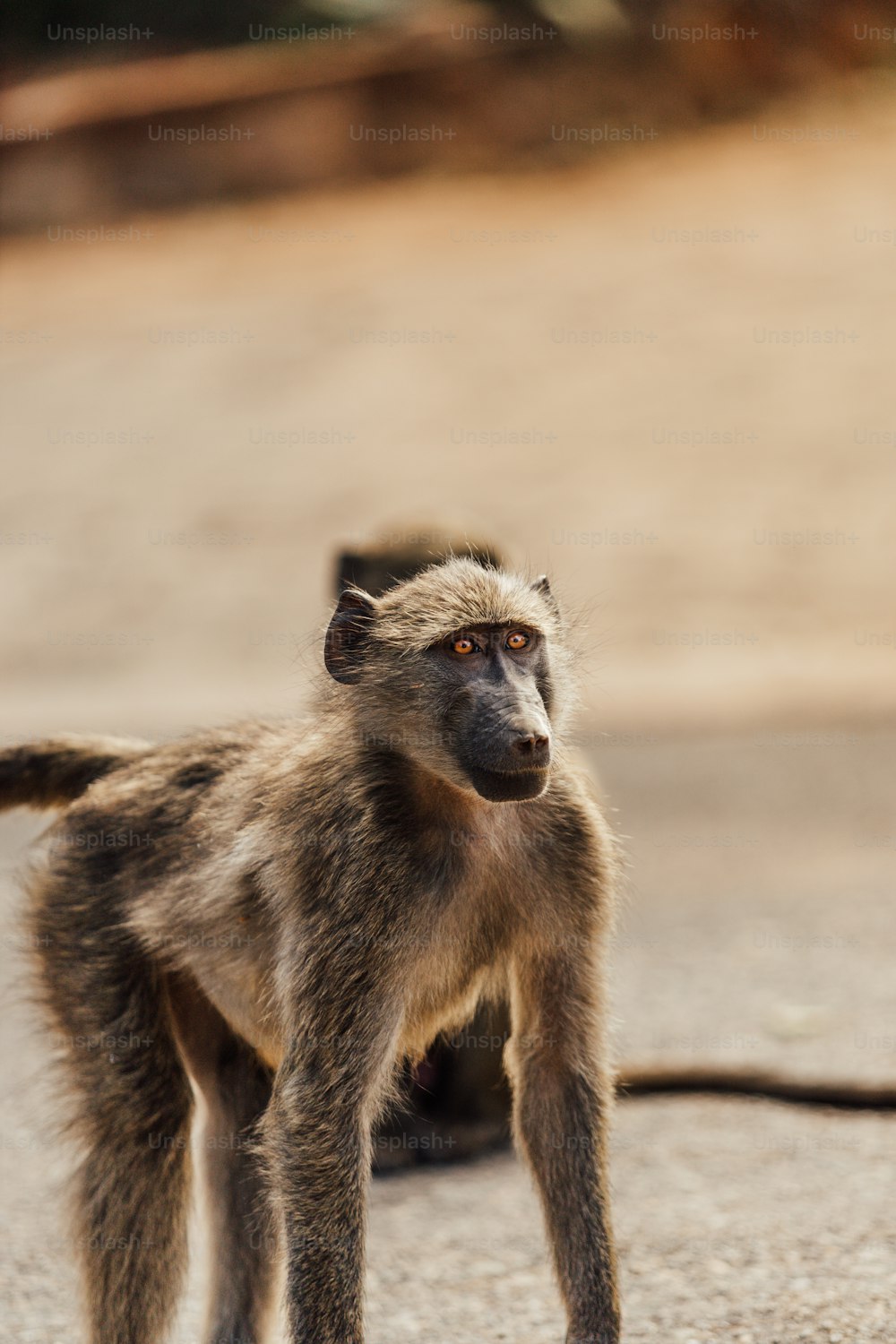 a small monkey standing on a road next to a tree