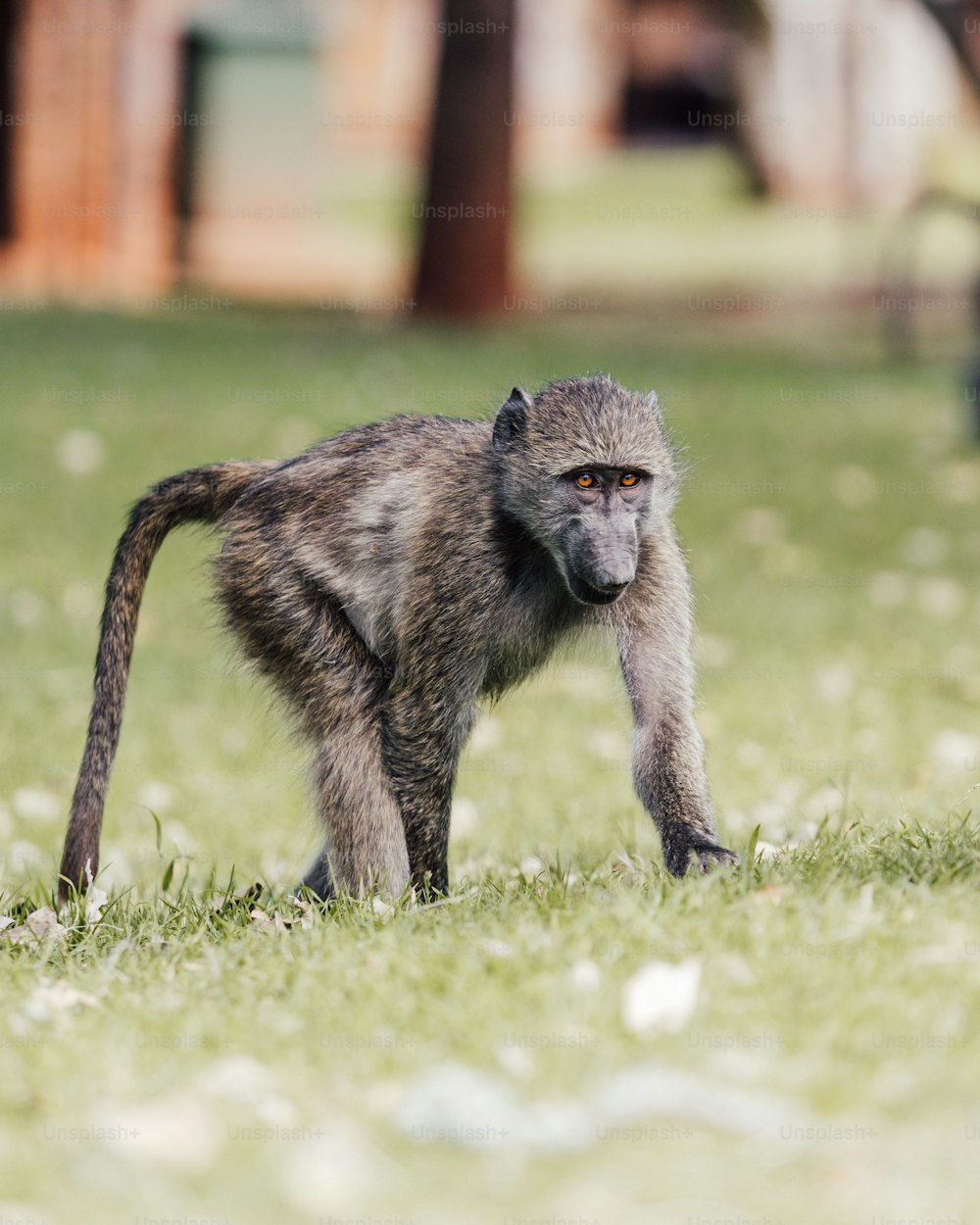 Ein kleiner Affe, der auf einem üppig grünen Feld steht