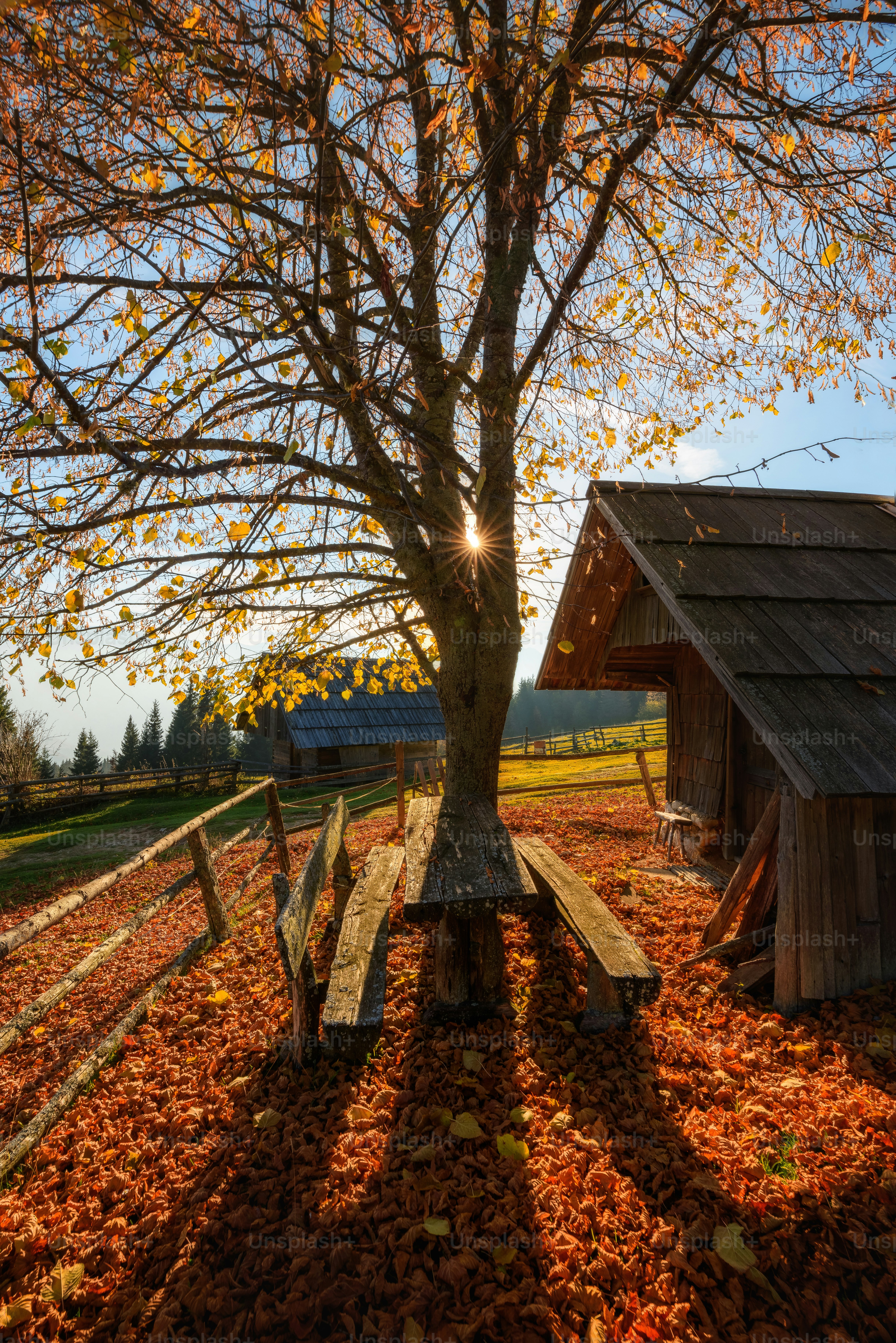 野原の木の下の木製ベンチ
